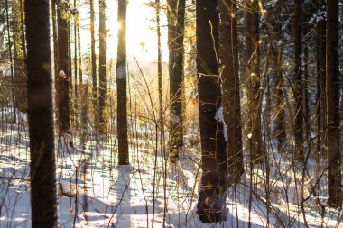 Kış manzarası, kış karlı ormanda gün batımı.