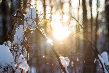 Kış yumuşak arka plan, gün batımında karlı bir ormanda dallarda kar.