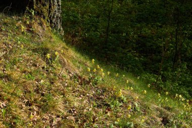 Bitki örtüsü - Primula veris - Çimenli bir yamaçta sarı çiçekler, bahar doğası
