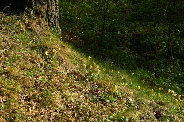 Växt Cowslip Primula Veris Med Gula Blommor Gräsbevuxen Sluttning Vår — Stockfoto