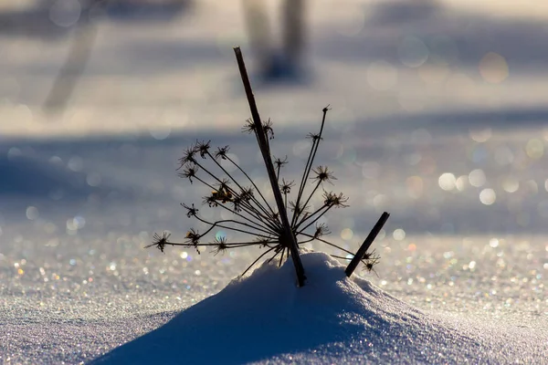 Dry Umbellate Plant Lying White Soft Snow Shiny Beautiful Snow — Stock Photo, Image