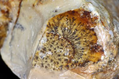 Manganez oksit dendritleri kireç taşı çatlağında büyüyorlar. Rusya 'ya yatır