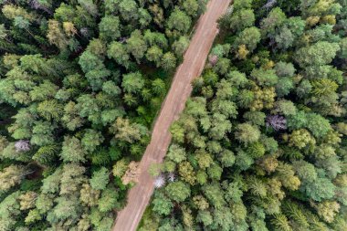 Parlak yeşil ormanda düz orman yolu, dik açı hava manzarası.