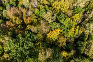 Sonbahar ormanının tepesinden manzaraya bak.