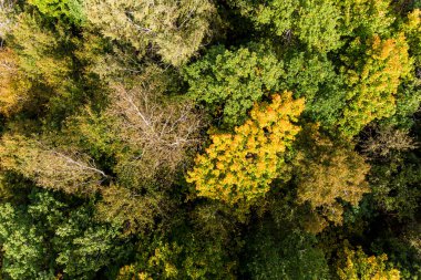 Sonbahar ormanının tepesinden manzaraya bak.