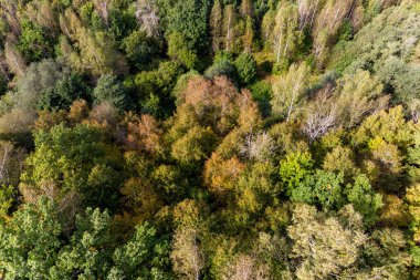 Sonbahar ormanının tepesinden manzaraya bak.