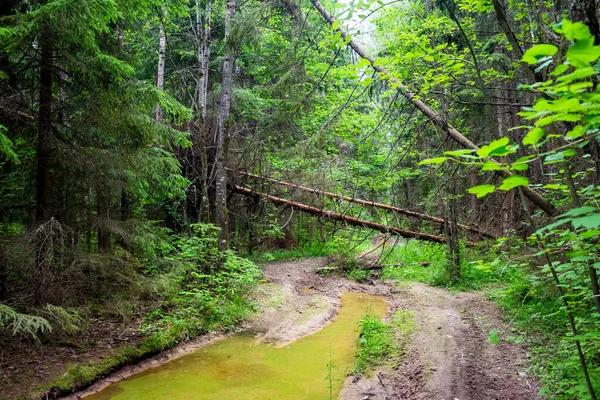 Camino Forestal Con Charcos Cortavientos Selva — Foto de Stock