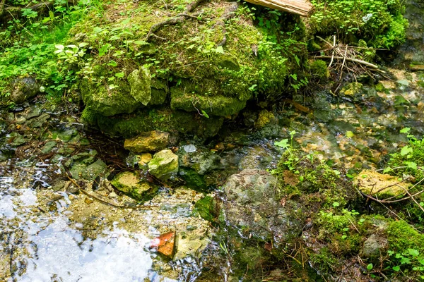 Fluxo Que Flui Entre Rochas Pedra Calcária Floresta — Fotografia de Stock