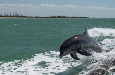 Yunus Florida atlama