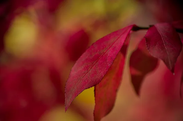赤い葉のクローズ アップ — ストック写真