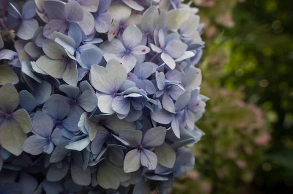 Hortensias azules Flores Primer plano — Foto de Stock