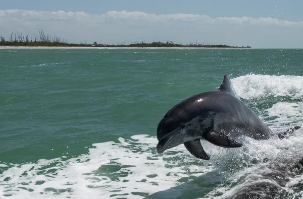 Springender Delfin in Florida Stockbild