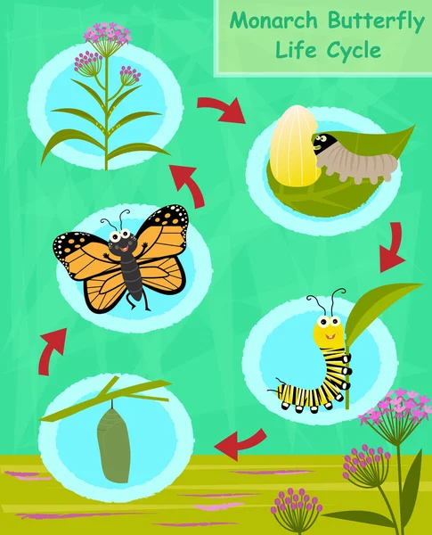 Monarch Butterfly Life Cycle — Stock Vector