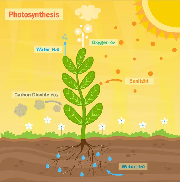 Fotosynthese — Stockvector