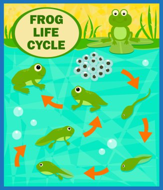 Frog Life Cycle clipart