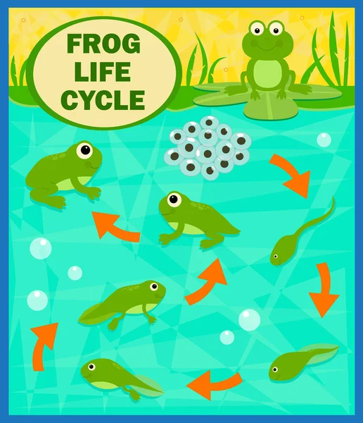 Frog Life Cycle — Stock Vector