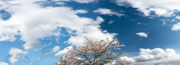 Céu e Primavera Blossom — Fotografia de Stock