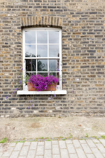 Lila Blumen im Fensterkasten — Stockfoto