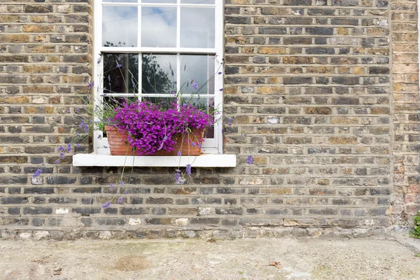 Lila Blumen im Fensterkasten — Stockfoto