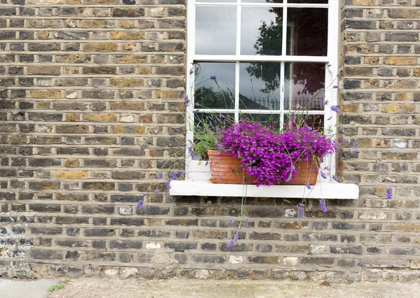 Lila Blumen im Fensterkasten — Stockfoto