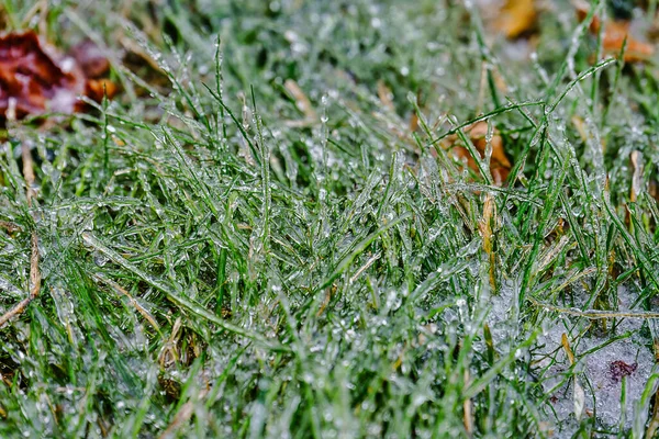 Natürlicher Hintergrund aus dem grünen Gras im Eis — Stockfoto