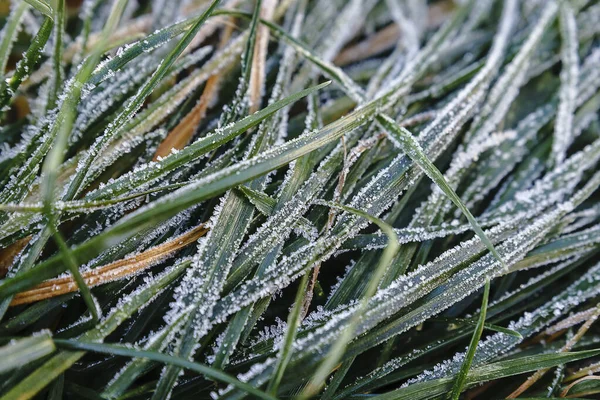 霜で覆われた地面に緑の草の質感. — ストック写真
