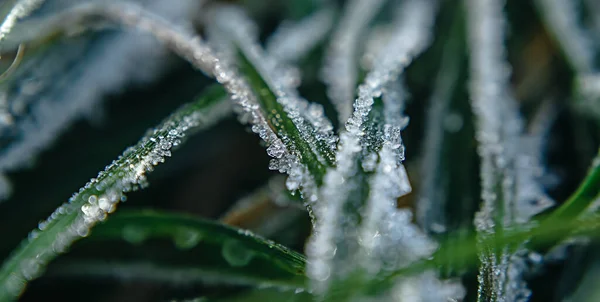 Texture of green grass covered with ice — Stock Photo, Image