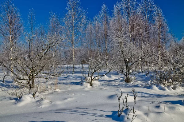 Snow-covered trees in winter forest in Russia — Stock Photo, Image