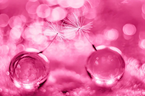 抽象ピンクの背景とバレンタインデーのタンポポの綿毛 — ストック写真