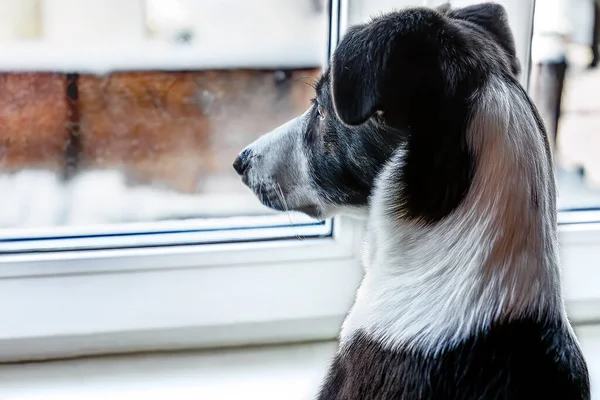 かわいい犬は窓から見ている ストック画像