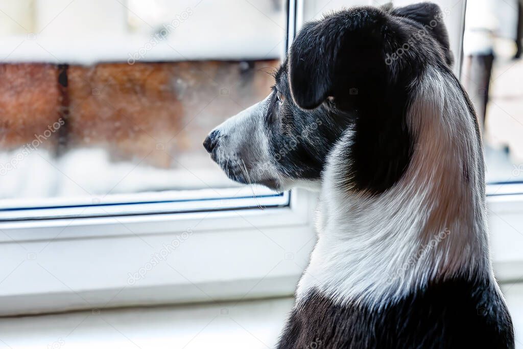 Cute dog is looking through the window