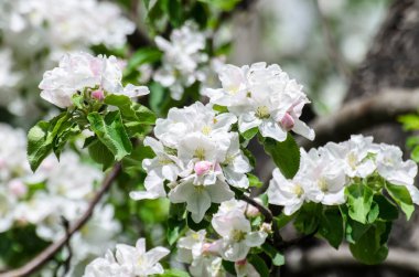 Beyaz elma ağacı ilkbaharda çiçek açıyor.