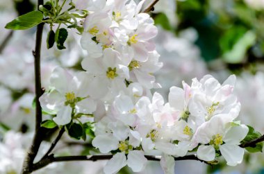 Bahar çiçeği. Çiçekli beyaz elma dalı