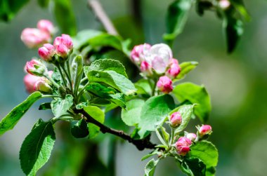 Pembe çiçekli elma ağacının dalını kapat.