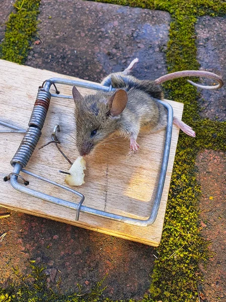 Мертвая Мышь Убита Деревянной Мышеловке Дворе Вертикальная Ориентация — стоковое фото