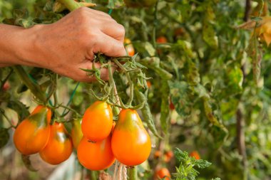 El ele tutuşan yeşil çalılar üzerinde sarı domatesler