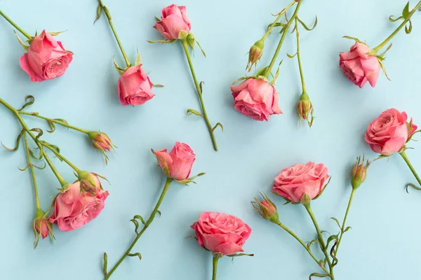 Płaskie układanie kwiatowy wzór z różowymi kwiatami róż na niebieskim tle. Kwiaciarnia widok z góry Obrazy Stockowe bez tantiem