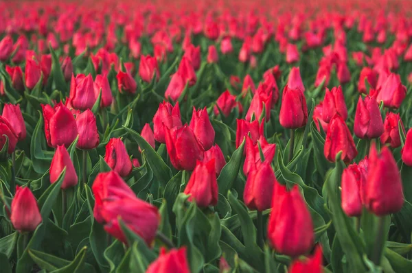 Tulipas vermelhas bonitas com folhas verdes no parque na primavera — Fotografia de Stock