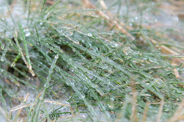 Dondurucu yağmurdan sonra yeşil çimenlerin üzerinde yumuşak bir odak ile buzlanma — Stok fotoğraf