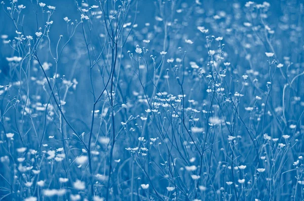 Flores silvestres em campo matizado na cor azul clássico do ano 2020. Fundo natural na cor azul clássico — Fotografia de Stock