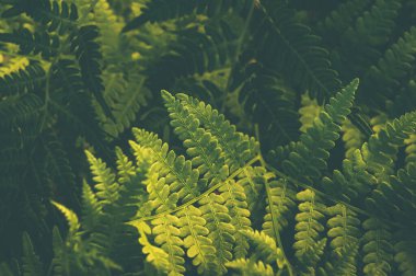 Eğreltiotu yeşil ve sarı yaprakların üst manzarası. Koyu ve renkli doğal yeşil bitki deseni