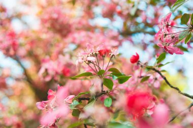 Yumuşak odak noktasındaki parlak pembe elma çiçekleri baharda güneşli bir günde bulanık arka planda.