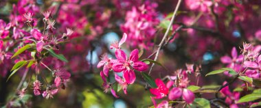 Bahar güneşli bir günde yeşil yapraklı menekşe elma çiçeklerini kapatın. Geniş pankart biçimi