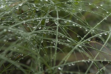 Su kıvrımlı yeşil çimenlerin üzerine düşer