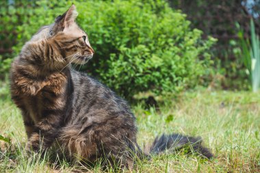 Şirin kedi yeşil çimlerde oturur ve güneşli bir yaz gününde yan tarafa bakar.