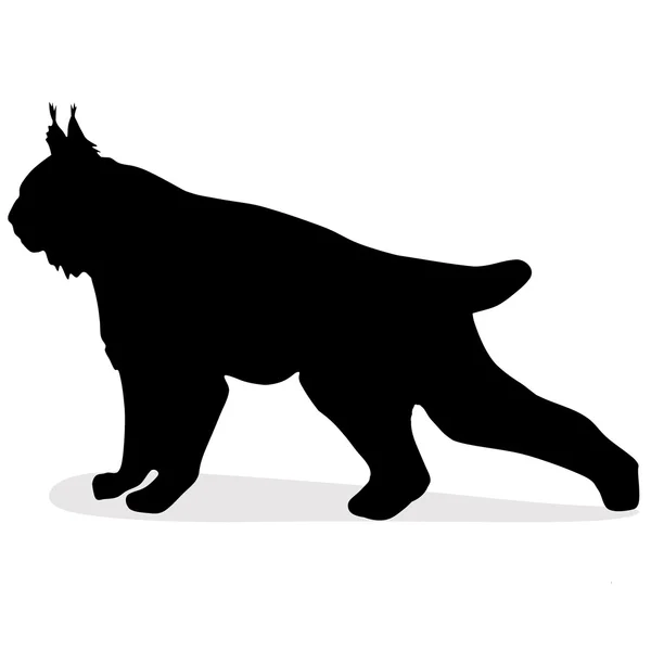 Silhouet Van Wilde Lynx — Stockfoto