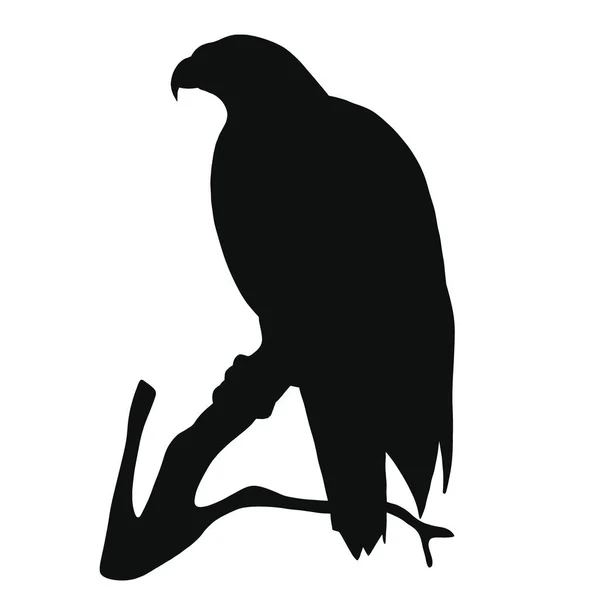 Ikonen Örnsiluett Svart Illustration Rovfågel — Stockfoto