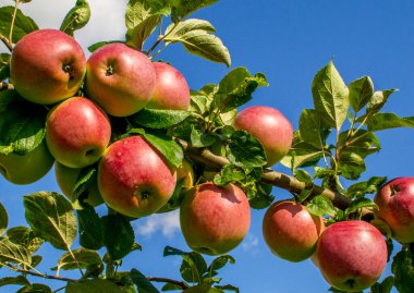 Ağaçtaki kırmızı elmalar. Tatlı meyveler. Sonbahar bahçesi