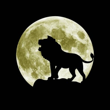 Çıplak ağızlı bir aslan. Ormanın kralı. Kaplan, panter, leopar, puma, çita ve evcil kedinin akrabası.