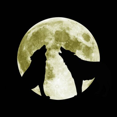 Gece dolunayda bir kurt uluyor. Aç bir yırtıcı karanlıkta avını avlar. Kocaman dişleri olan bir grup korkunç yırtıcı av arıyor.